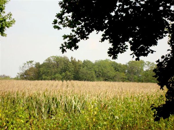 39+/- Acres Offered in 3 Tracts